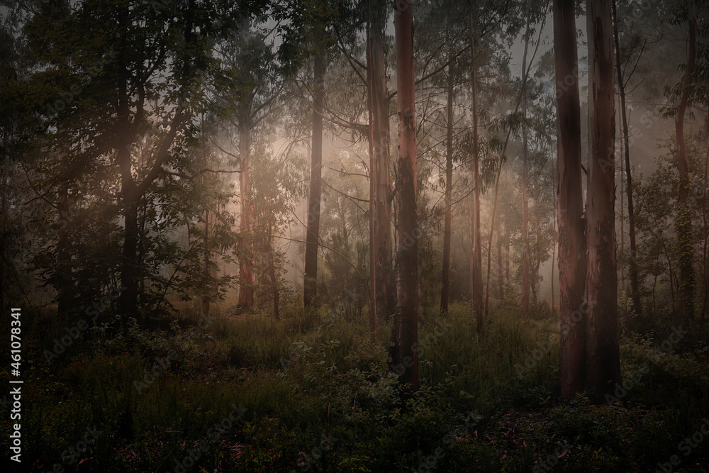 Magic foggy forest