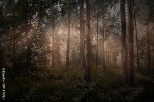 Magic foggy forest