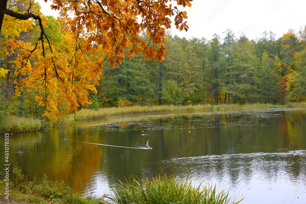 Fototapeta premium autumn in the park