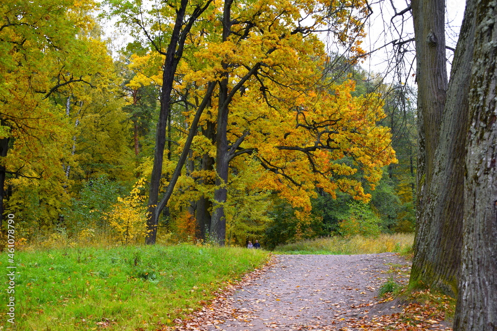 Obraz premium autumn in the park