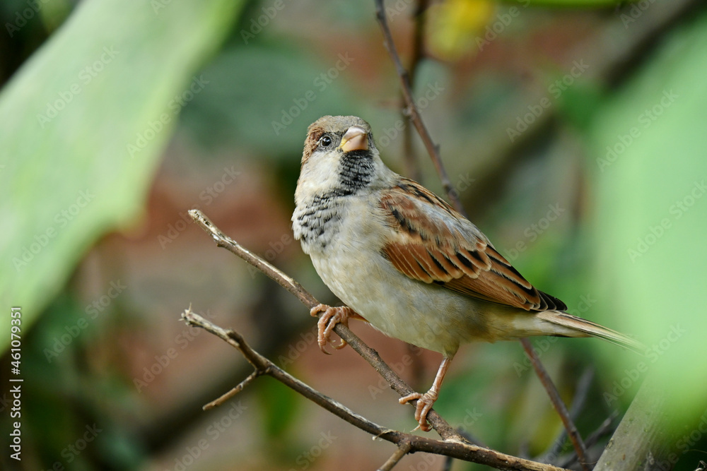 closeup the small brown black sparrows sitting on the tree over out of focus green brown background. closeup the small brown black sparrows sitting on the tree over out of focus green brown background.