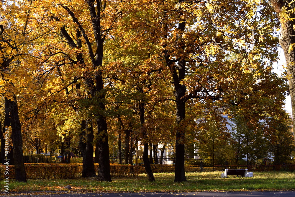 autumn in the park