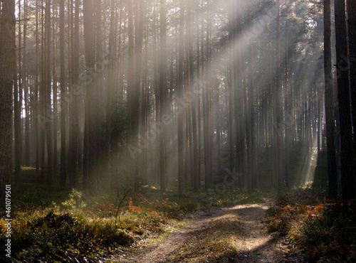 Misty rays of sun lit in the middle of the forest.