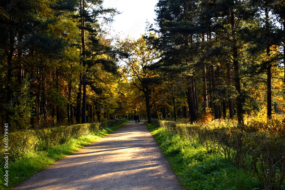 Obraz premium path in autumn park