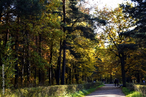 autumn in the forest