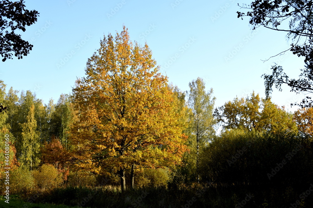 Fototapeta premium autumn in the park
