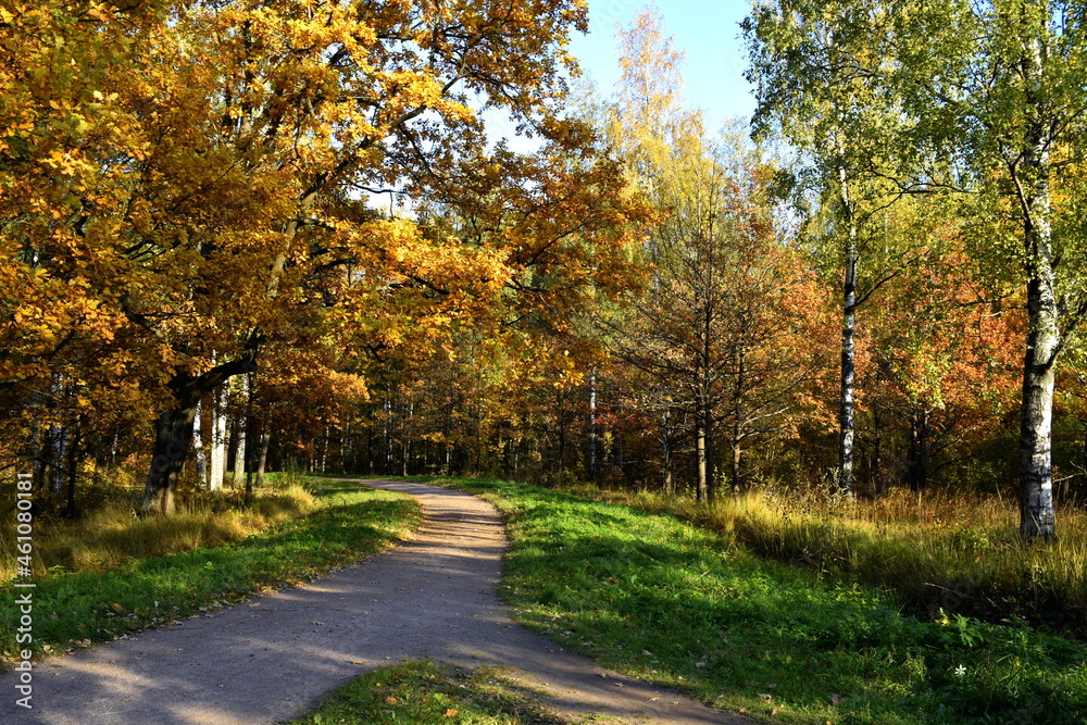 Naklejka premium autumn in the park