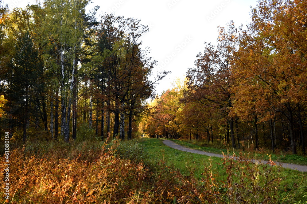Fototapeta premium autumn in the park