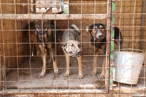 a kennel with stray dogs on the street