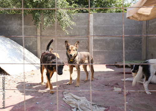 a kennel with stray dogs on the street
