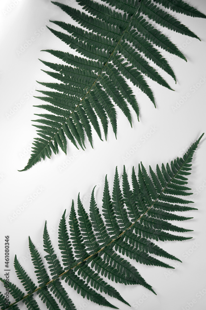 Two fern leaves top view on the isolated background. Natural leaves of fern on the white table Two fern leaves top view on the isolated background. Natural leaves of fern on the white table