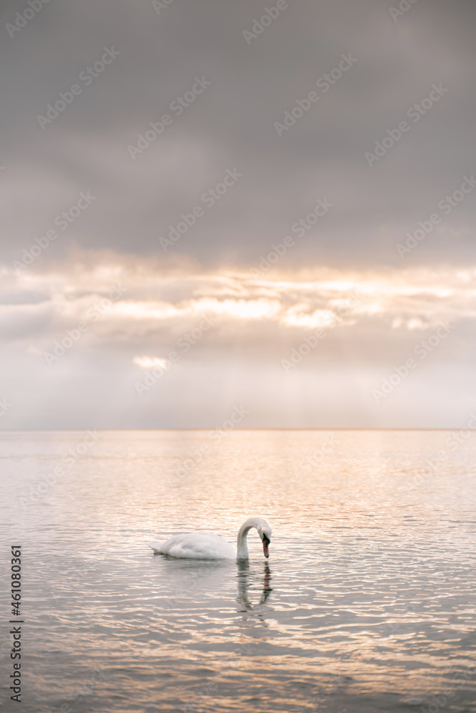 Fototapeta premium Swan swims against dramatic sunset on the sea.