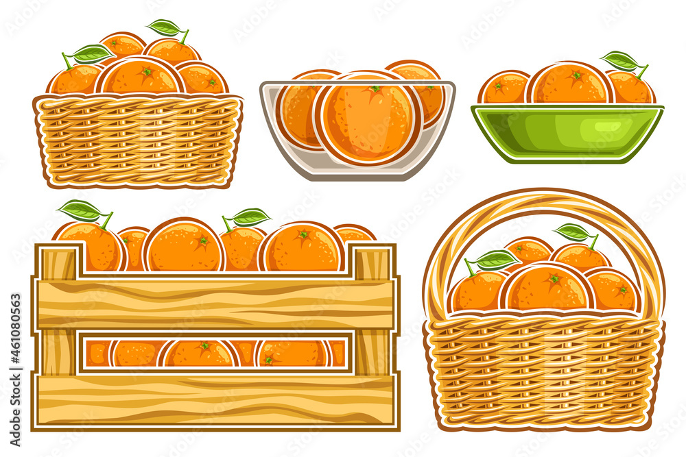 Vector Oranges Set, lot collection of cut out illustrations natural whole  oranges in transparent bowl, ripe fruits in cartoon design green clay  dishes and straw basket with handle on white background. Stock
