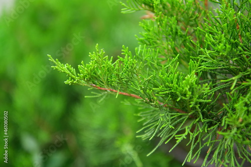 spruce branch on a green grass background