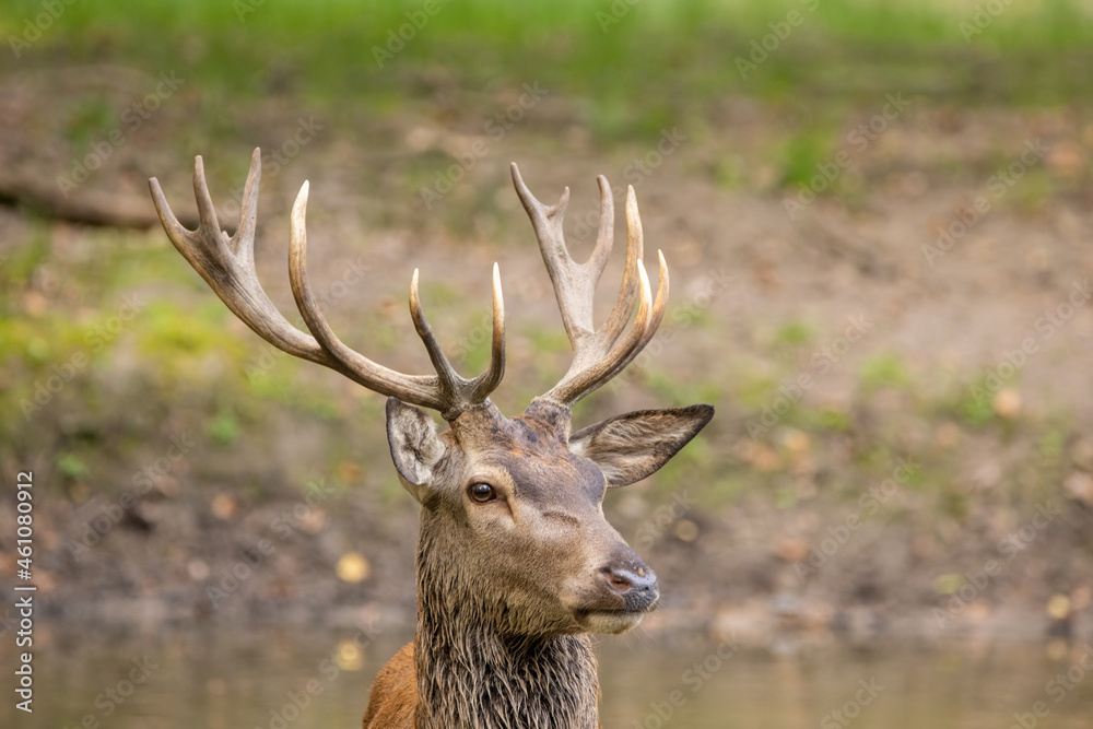 Red deer in a forest during rutting season. Red deer in a forest during rutting season.
