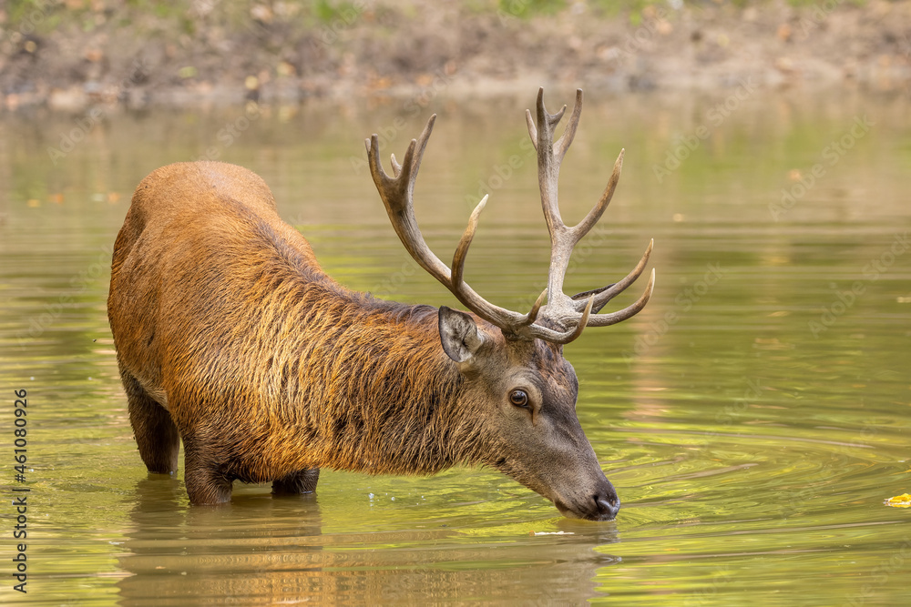 Red deer standing in a pond in a forest during rutting season at a cloudy day in autumn. Red deer standing in a pond in a forest during rutting season at a cloudy day in autumn.