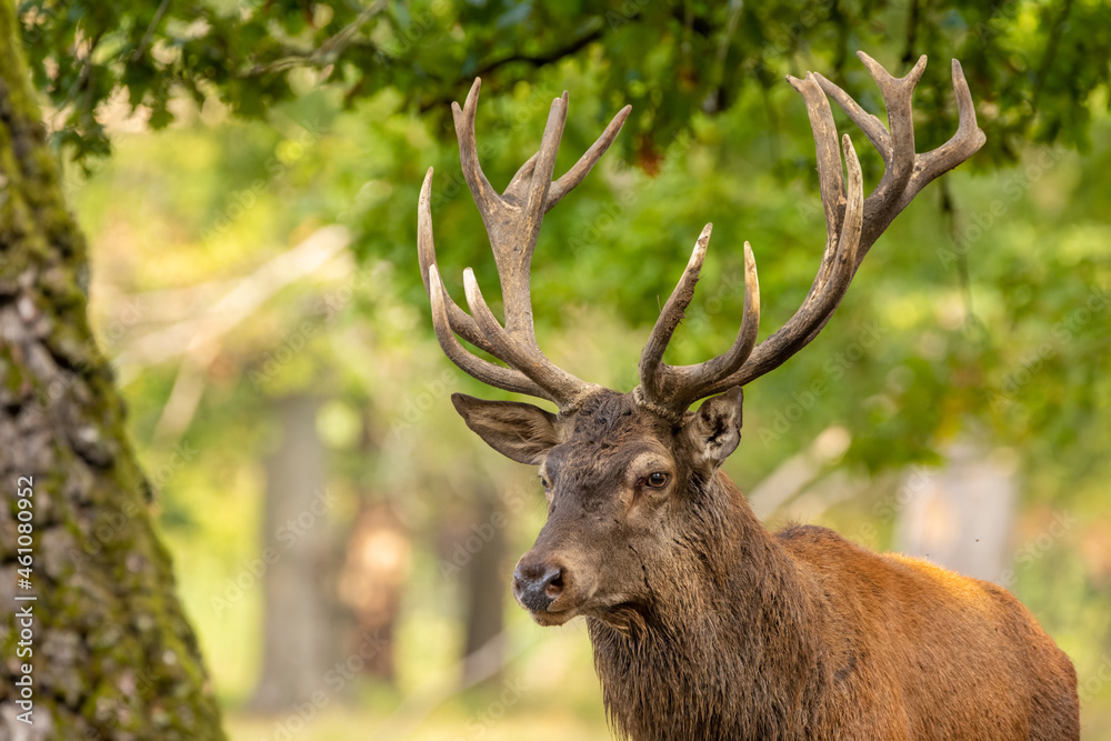Red deer in a forest during rutting season. Red deer in a forest during rutting season.