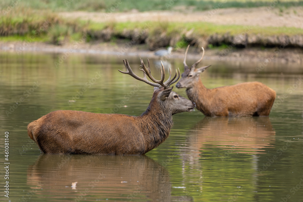 Red deer standing in a pond in a forest during rutting season at a cloudy day in autumn. Red deer standing in a pond in a forest during rutting season at a cloudy day in autumn.