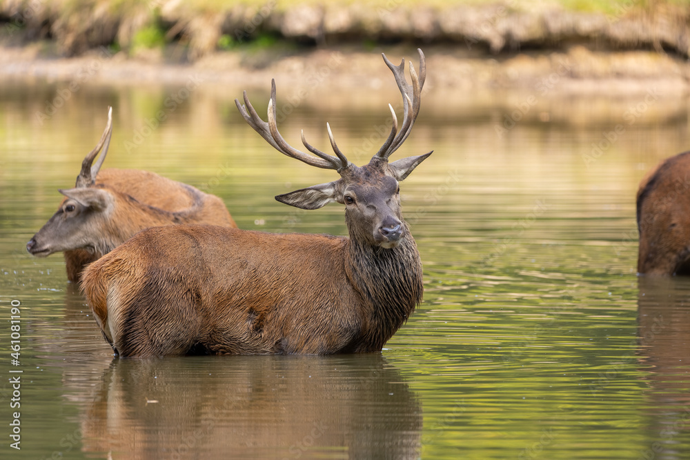 Red deer standing in a pond in a forest during rutting season at a cloudy day in autumn. Red deer standing in a pond in a forest during rutting season at a cloudy day in autumn.