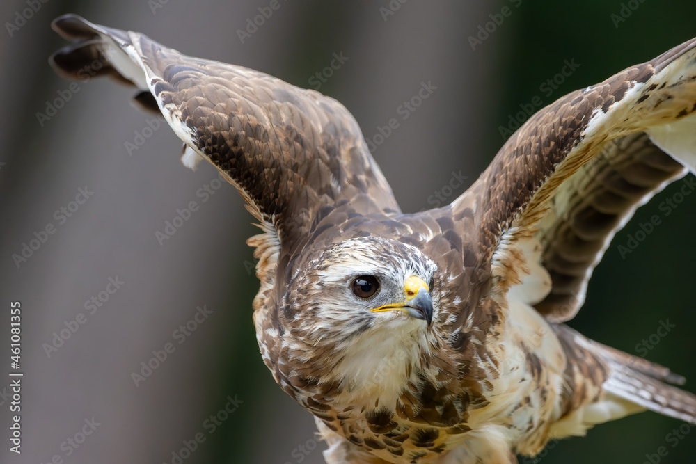 Fototapeta premium A portrait of a common buzzard at a sunny day in summer.