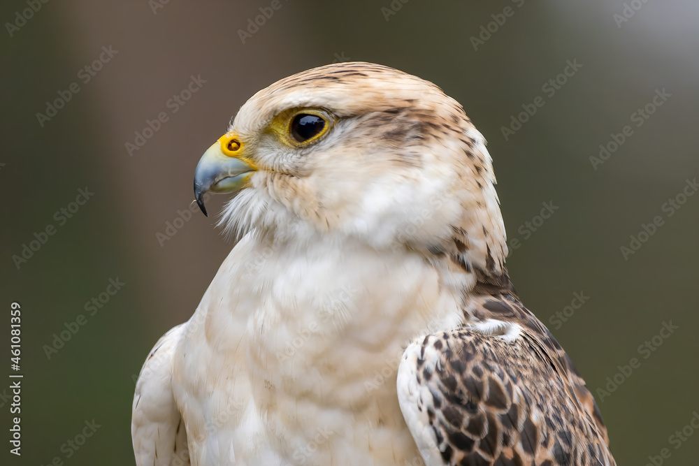 Obraz premium A portrait of a common buzzard at a sunny day in summer.