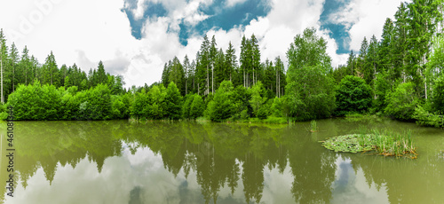Seerosenteich im Wald mit Grünem Wasser