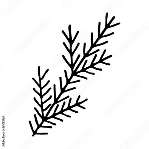 Doodle spruce tree branch line art. Forest nature. Hand drawn vector illustration. Christmas winter graphics simple sketch. Isolated design element.
