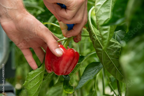 Male hand picking ripe red bell pepper in a greenhouse. High quality photo photo