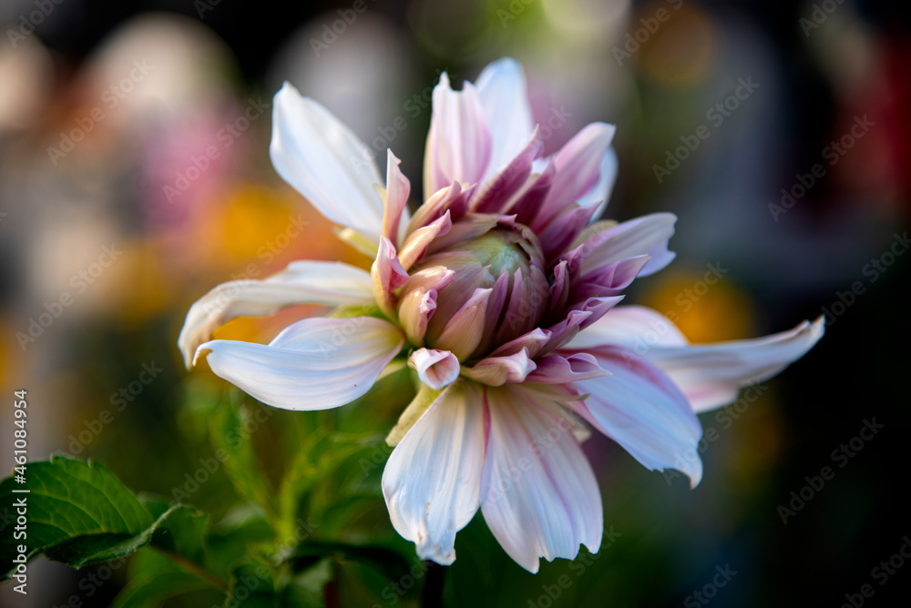 elegant and pretty dahlia at garden in the morning