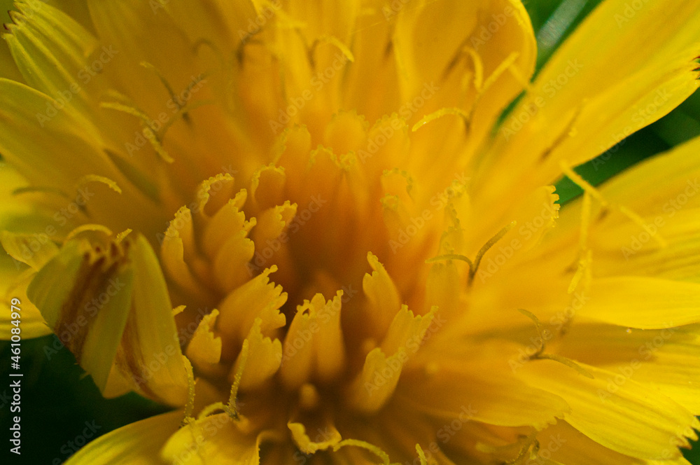 Fototapeta premium hoja, flor, hormiga, abeja, mosca, amarillo, azul, verde, celeste, colores, fauna, naturaleza, paisaje ecología