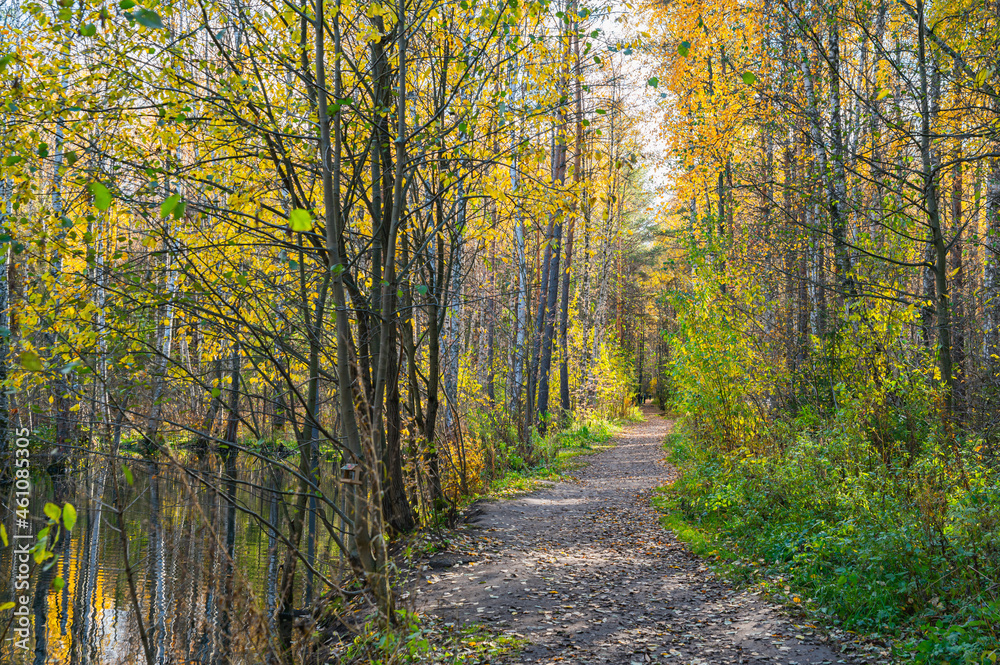 A winding path in the autumn forest.