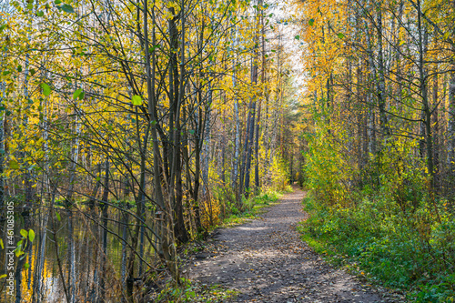 Fototapeta Naklejka Na Ścianę i Meble -  A winding path in the autumn forest.