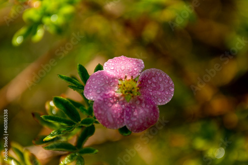 Kwiaty macro fotografia, rośliny ogrodowe w naturalnym środowisku