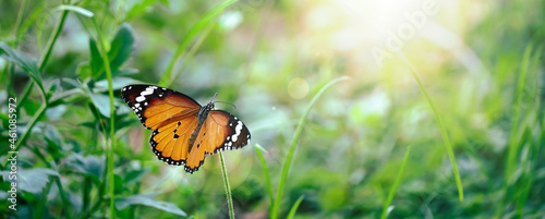 butterfly on flower and sunshine , nature panoramic view. Summer natural landscape with copy space.                    © surasak