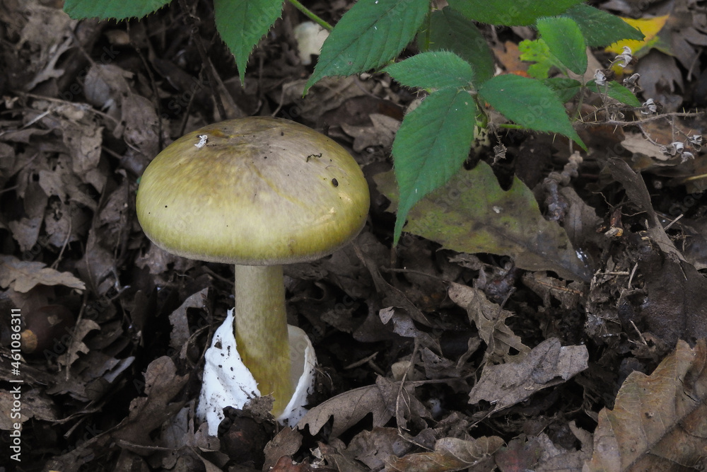 Fungo Amanita phalloides, primo piano nel sottobosco di querce tra le foglie in Autunno Fungo Amanita phalloides, primo piano nel sottobosco di querce tra le foglie in Autunno