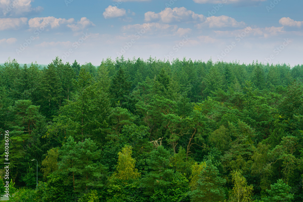 woodland landscape. greens. clean Air woodland landscape. greens. clean Air