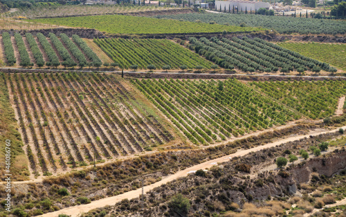 Panoramic view of the vines from the Castle of La Mola in Novelda photo