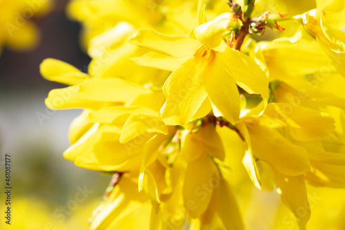 Spring background. Bright yellow spring flowers