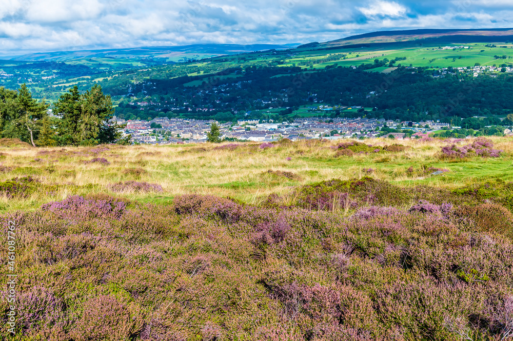 Fototapeta premium A view of blossoming heather on Ilkley moor above the town of Ilkley Yorkshire, UK in summertime