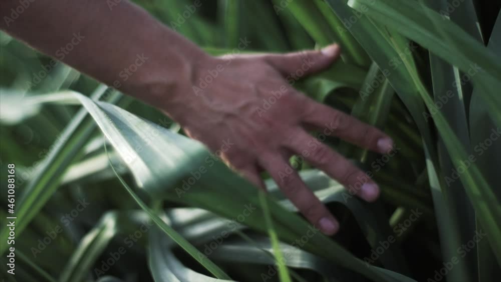 Slow motion extra close up view of man's hand touching the fingers of the leaves of grass. 4k, footage Slow motion extra close up view of man's hand touching the fingers of the leaves of grass. 4k, footage
