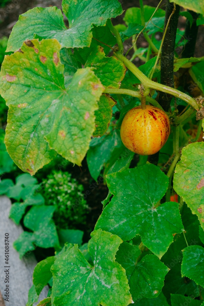Obraz premium Overview of pumpkin growing in a planter - flowers and vines.
