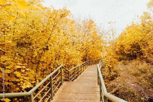 Autumn forest bridge way in scenery fall woods