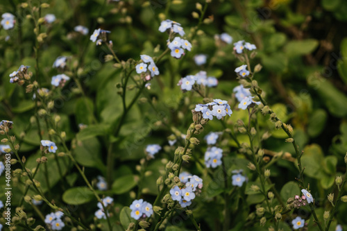 Wild forget me not blue flower bush