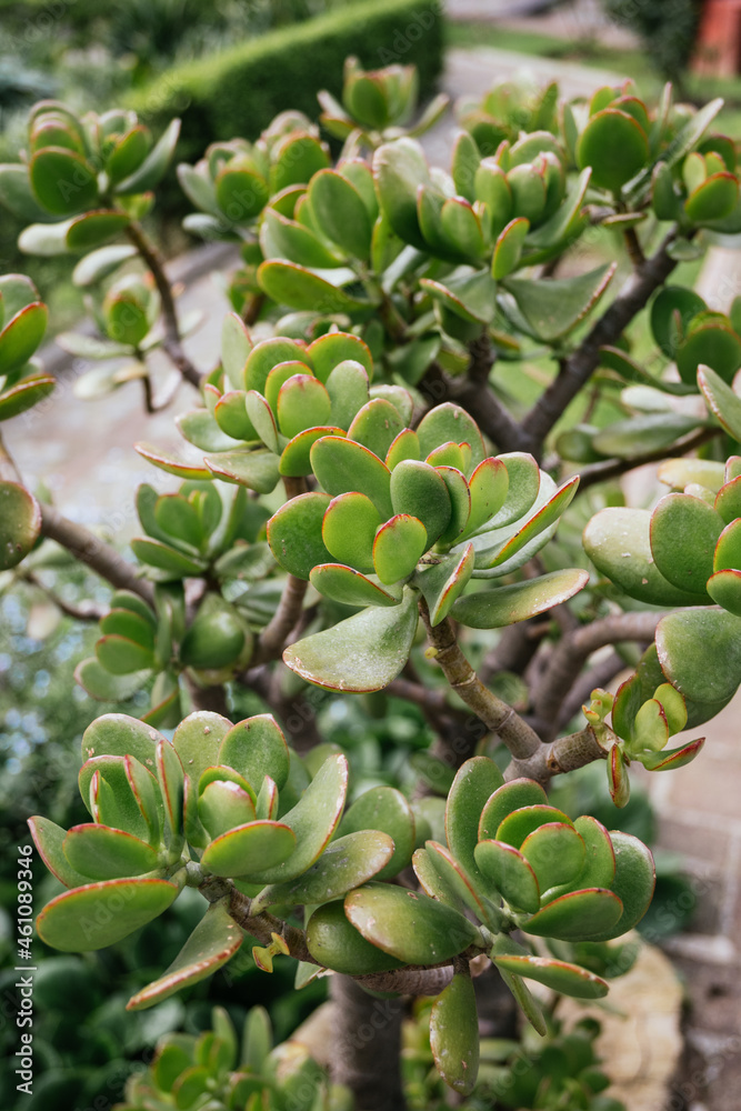 Elephant bush (Portulacaria afra) small-leaved succulent plant close up Elephant bush (Portulacaria afra) small-leaved succulent plant close up