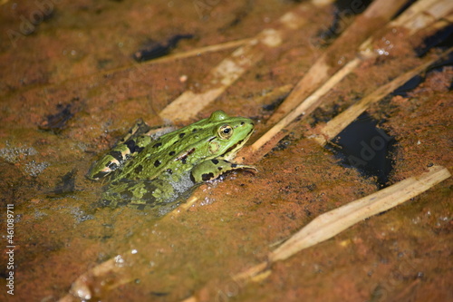 Liether Kalkgrube - Schleswig-Holstein - Deutschland - Grüner Laubfrosch im Tümpel / Teich
