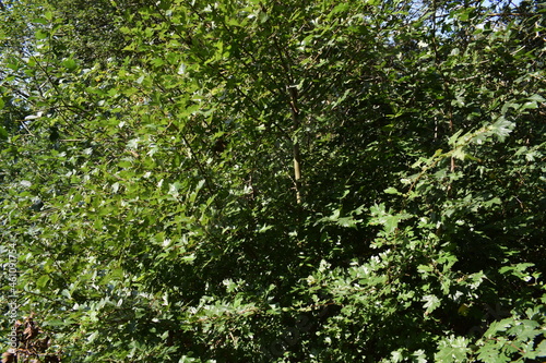 Liether Kalkgrube - Schleswig-Holstein - Deutschland - Grüne Sommerlandschaft