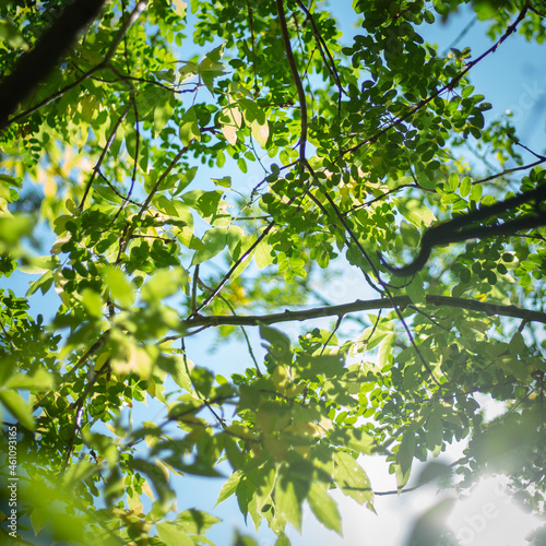 Sunlight through green tree leaves texture