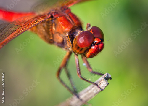 Close-up of a Needham's Skimmer Dragonfly along the nature trail in Pearland, Texas!