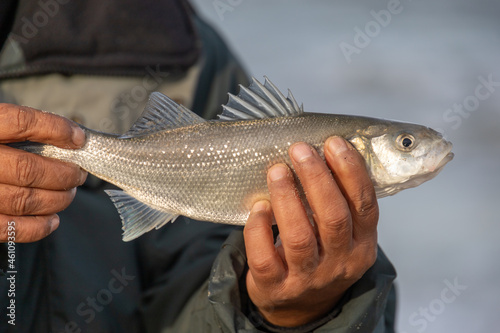 Freshly caught European sea bass