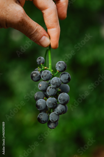 Garden blue grapes in a hand